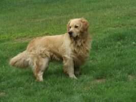 Golden Delights Kobie Golden Delights Kobie
