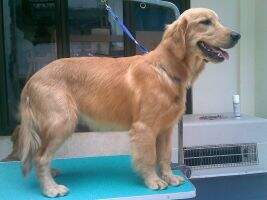 Golden Grandy's Great Chesna