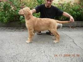 Golden Grandy's Great Estella