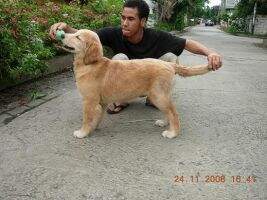 Golden Grandy's Great Fayola