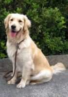 Canine Angels Yaqui's Izabelle