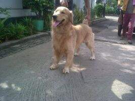Golden Grandy's Great Hugo
