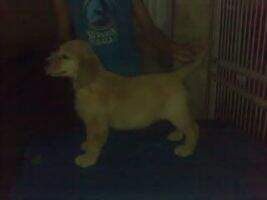 Golden Grandy's Great Inoke