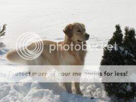 UKC GRCH/NAT/INT CH Woodwalk's Golden Endeavor