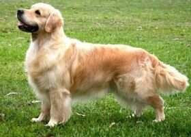 Aust Ch.Jnr Ch Montenegro. VDH Jgdsgr JW?09 RAYNOX HEARTBREAKER VDH Rheinland-Jugendsieger Friedrichshafen 2009
