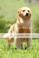 Wolf's Hunter Goldentrip Teena Mulder Wolf's Hunter Goldentrip Teena Mulder