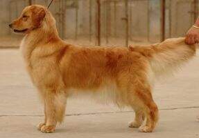 Abrina of Superstar Kennel