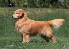 GCh.Per .Ch.Can GCh.Br Ch.Mex Ch.Int Ch.Lat Golden Trip Crazy About This Boy
