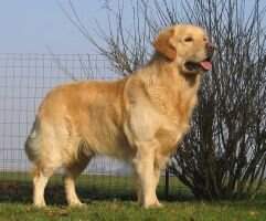 Gold Chorus Athos Etalon recommandé - Cot4