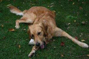 Canburne Lorcan Canburne Lorcan