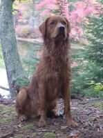 Sunrunner Prince of Adirondacs RN CCA