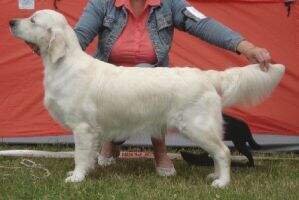 C.I.B EST LV LT BALT CH &BALT EST LV LT BA Double Flame June Sunsweet FTDuck