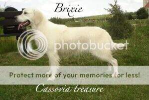 Brixie Cassovia Treasure