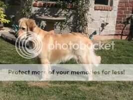 Kimberly's Harley Softtail Tempest