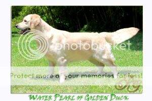 Water Pearl Of Golden Duck