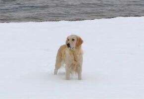 Salt Lake City Beagley