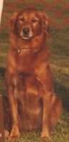 Shannon Shamrock Pfeifer