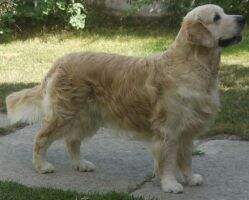 John Lennon de Chabiscar John Lennon de Chabiscar