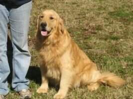 Ayers Maximus II Ayers Maximus II