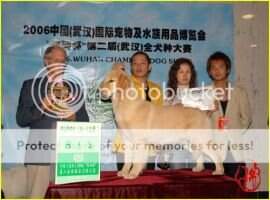 Achse of Superstar Kennel