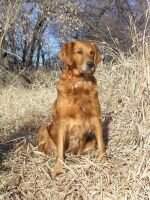 Back Creek's Happydaug Benelli