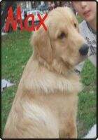 Baby Max de Hiacelay