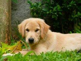 Borhens' D.Golden Sunday