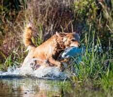 HRCH UH Big Horn Chasin' Holway's Gold MNH4 HTHF HRCH UH Big Horn Chasin' Holway's Gold MNH4 HTHF
