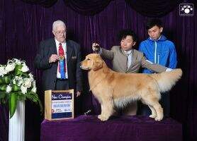 PRC CH Golden Brothers First Crossover
