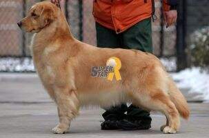 Maicka of Superstar Kennel