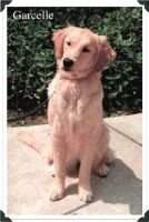 Guide Dogs' Garcelle