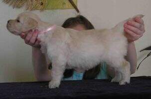 CHEROLETABRAND KERSEYMERE TENDERNESS