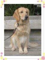 Guide Dogs' Devine/CCI's Divine Guide Dogs' Devine/CCI's Divine