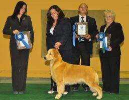 Mult.BIS.BISS Indonesia Champion CHESTERFIELD'S LAY LADY LAY