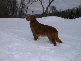 Timberlane Legend Of Tara