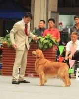 Kor CH/Cn(NGKC&CKC) CH. Golden Tree's Babel