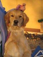 Bearbella Jovi's This Lil Heart O Mine RA