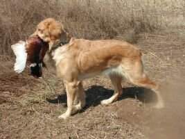 Golden Rules What Lola Wants Lola Gets