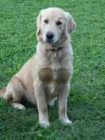 Dixie Stargazer Goldenpaws Dixie Stargazer Goldenpaws