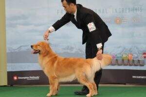 SG.CH Golden Army n Goldsmit's Golly Miss Molly