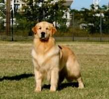 Golden Trip Lucy In The Sky
