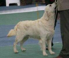 Cro Arabis (2002 son of Karvin Zaicca)
