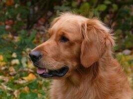 Athos of enchanted garden