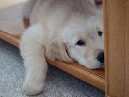 Tenpenny's Picture Book RN
