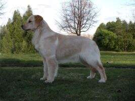 UKC Ch. Malagold Sunwind Sweetr Than Wine BOSS