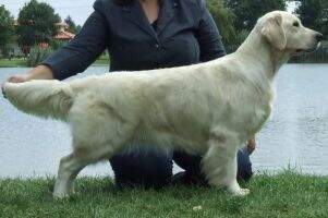 CIB.CIE. SK-H-GrdCh. SK-H-Srb.Ch. SK-H.JCh. Ashbury Deep In My Heart (World Junior Clubwinner 2009)