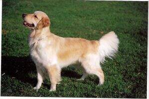 Honor's Sailin' Into My Heart GO