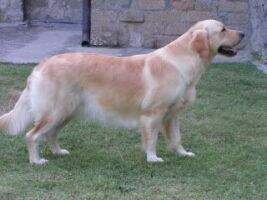 Mapi's Golden Nina Ricci
