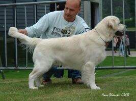 Dutch Veteran Champion Break of Dawn Flash Gordon