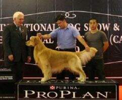 MBIS MBISS Br CH/ CH/ Ina CH/Th CH. Dough Boy of Pure Gold